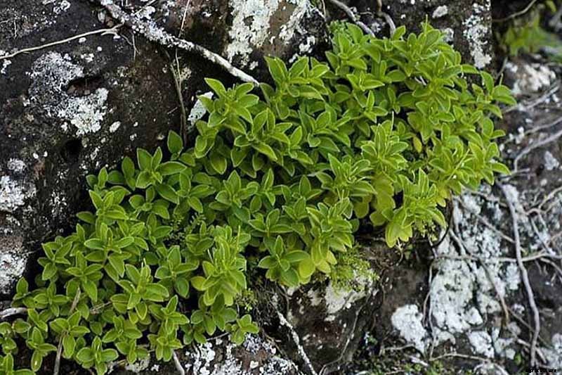 17 of the Best Species of Peperomia to Grow at Home