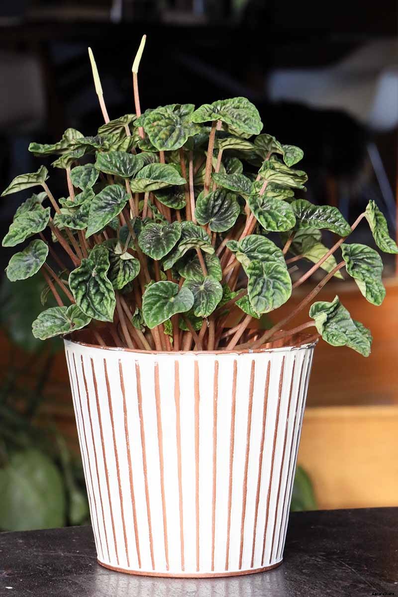 17 of the Best Species of Peperomia to Grow at Home