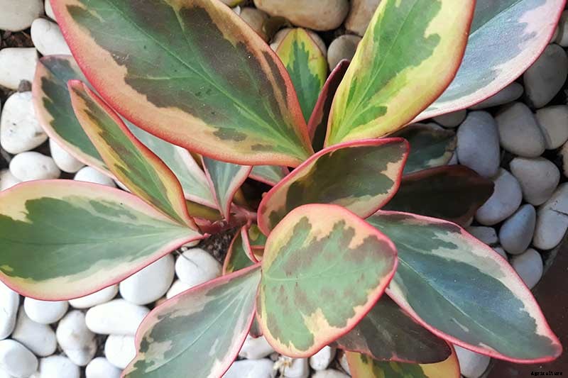 17 of the Best Species of Peperomia to Grow at Home