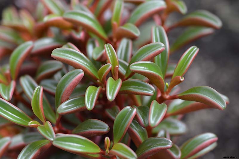 17 of the Best Species of Peperomia to Grow at Home