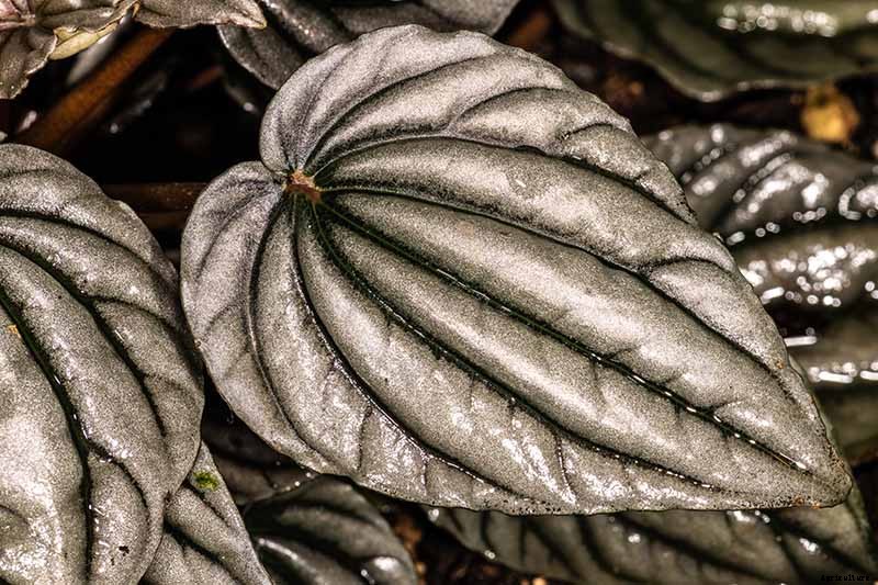 17 of the Best Species of Peperomia to Grow at Home