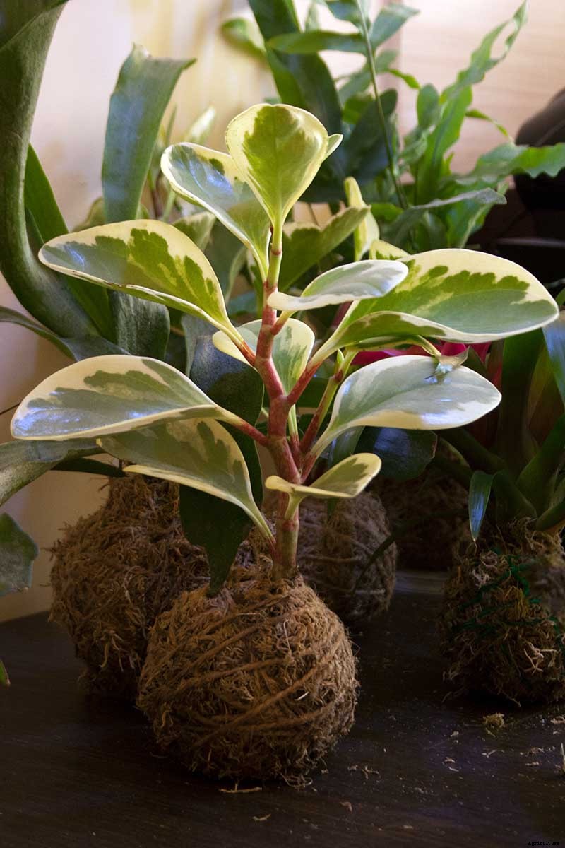 17 of the Best Species of Peperomia to Grow at Home