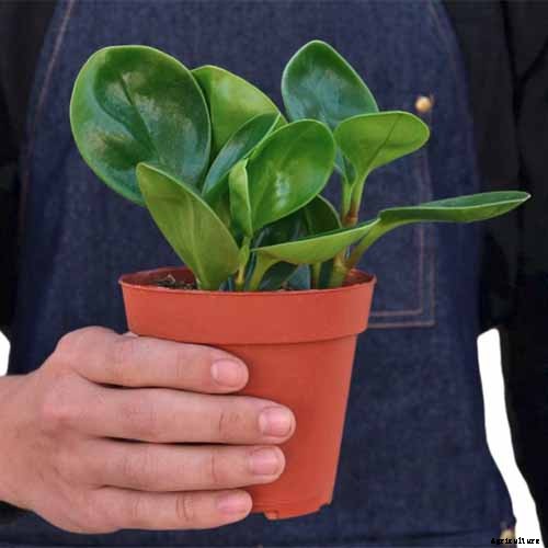 17 of the Best Species of Peperomia to Grow at Home