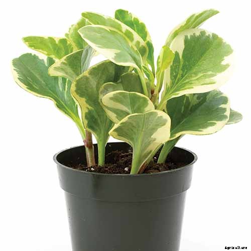 17 of the Best Species of Peperomia to Grow at Home