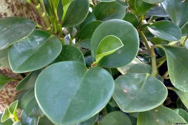 17 of the Best Species of Peperomia to Grow at Home