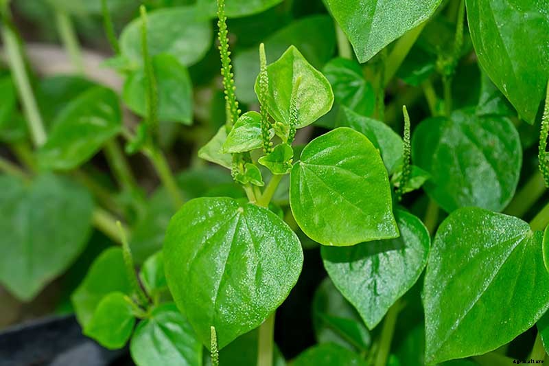 17 of the Best Species of Peperomia to Grow at Home