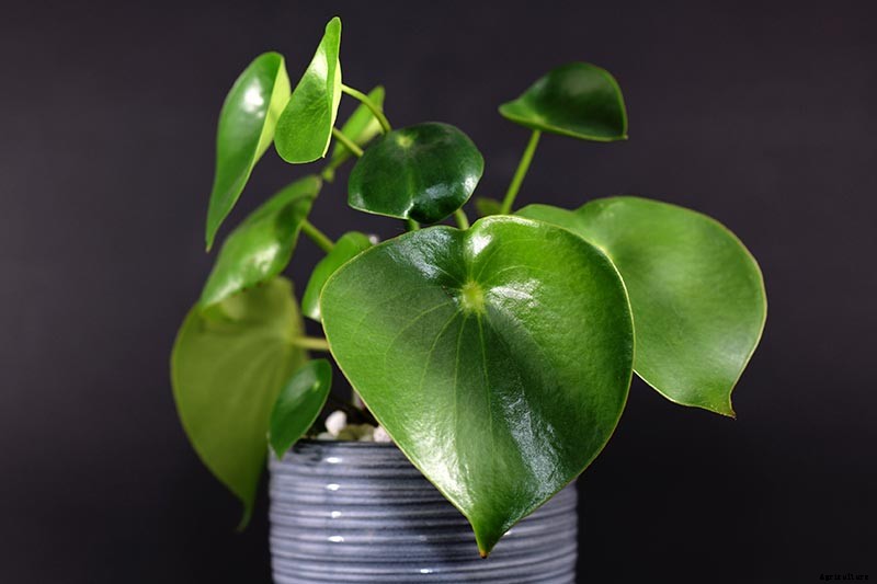 17 of the Best Species of Peperomia to Grow at Home
