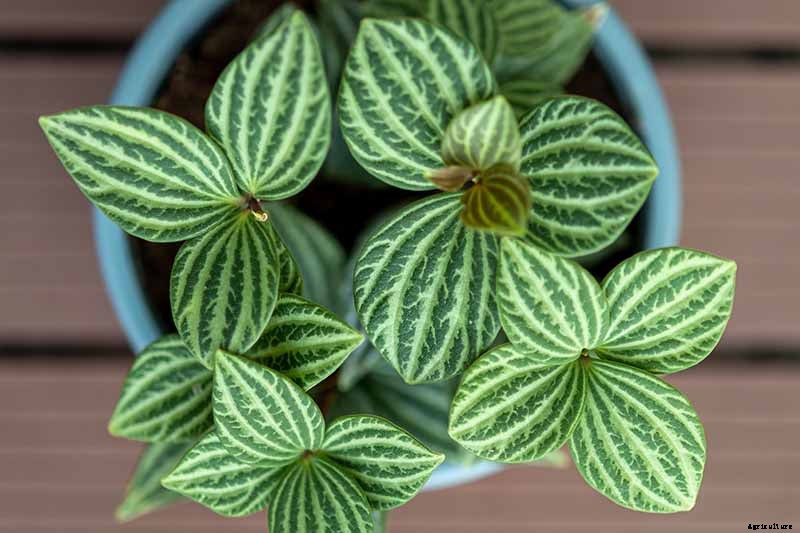 17 of the Best Species of Peperomia to Grow at Home