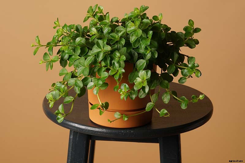 17 of the Best Species of Peperomia to Grow at Home