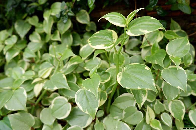 17 of the Best Species of Peperomia to Grow at Home