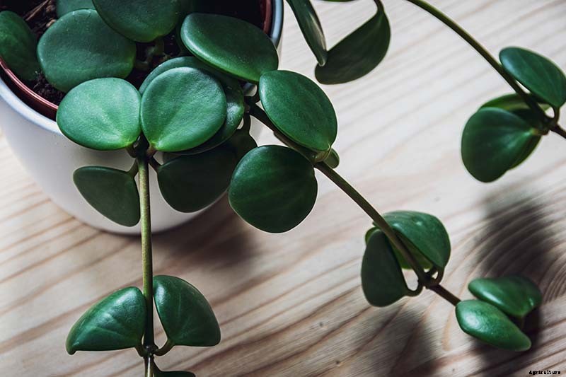 17 of the Best Species of Peperomia to Grow at Home