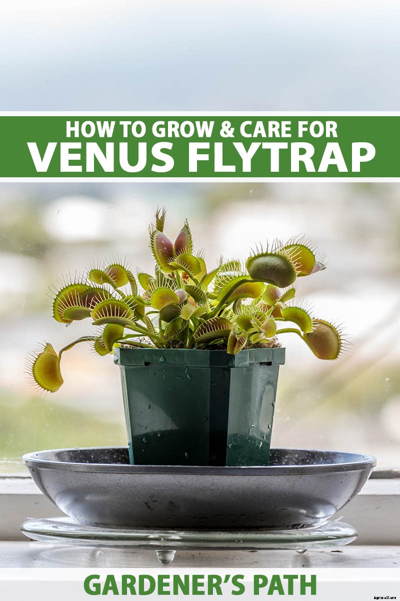 How to Grow a Venus Flytrap as a Houseplant
