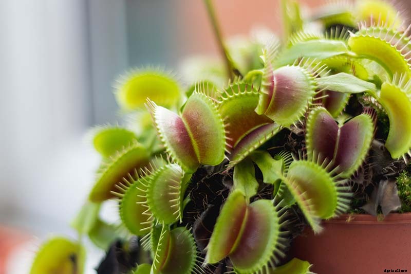 How to Grow a Venus Flytrap as a Houseplant