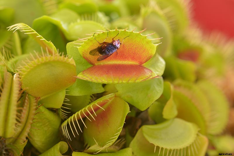 How to Grow a Venus Flytrap as a Houseplant