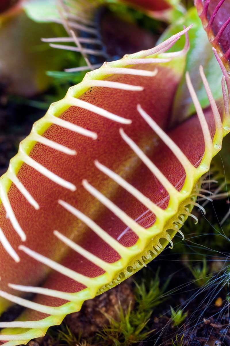 How to Grow a Venus Flytrap as a Houseplant