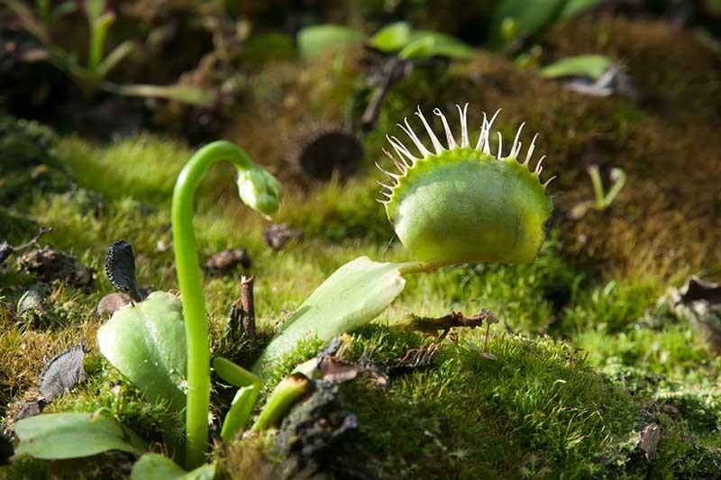 How to Grow a Venus Flytrap as a Houseplant