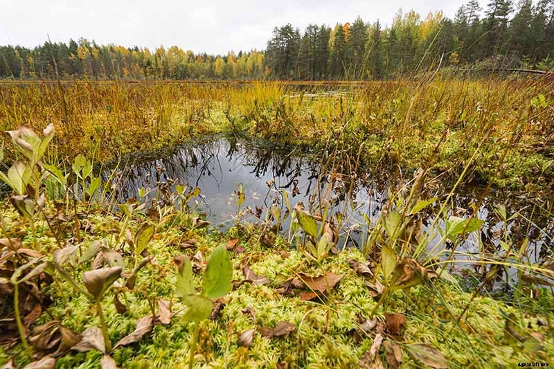 How to Grow a Venus Flytrap as a Houseplant