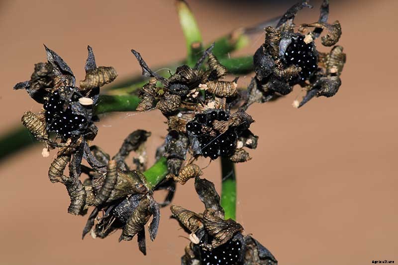 How to Grow a Venus Flytrap as a Houseplant