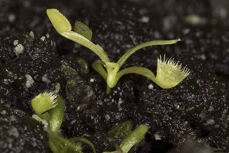 How to Grow a Venus Flytrap as a Houseplant
