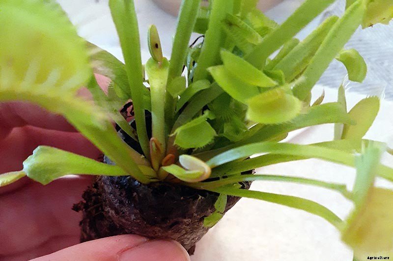 How to Grow a Venus Flytrap as a Houseplant