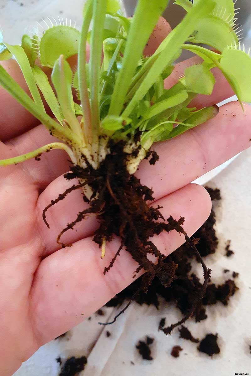 How to Grow a Venus Flytrap as a Houseplant