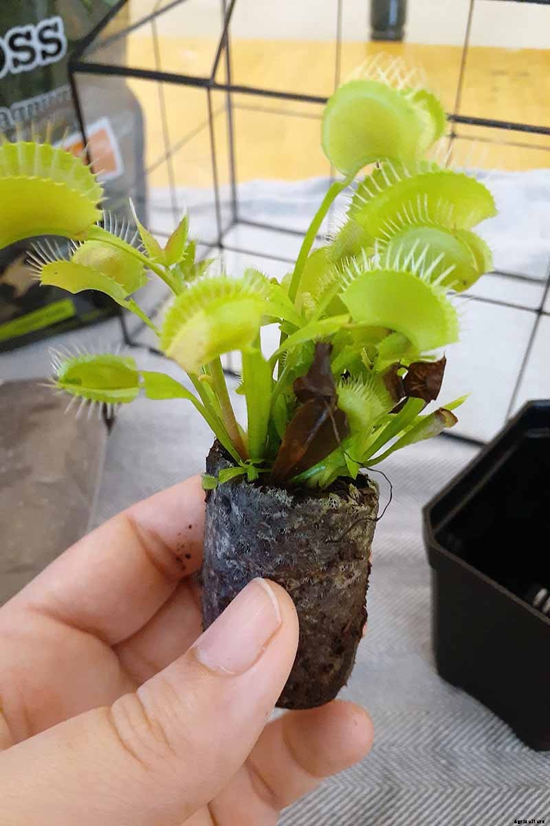 How to Grow a Venus Flytrap as a Houseplant