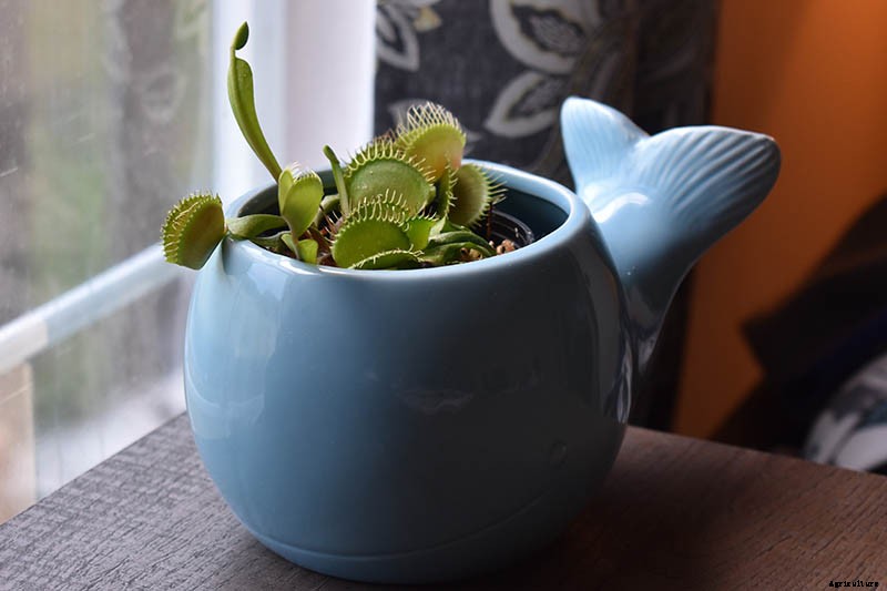 How to Grow a Venus Flytrap as a Houseplant