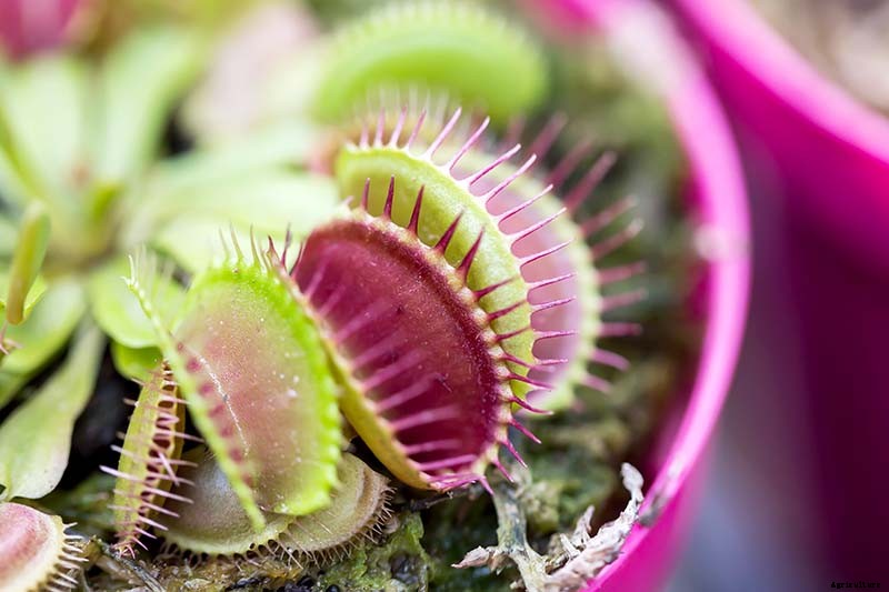 How to Grow a Venus Flytrap as a Houseplant