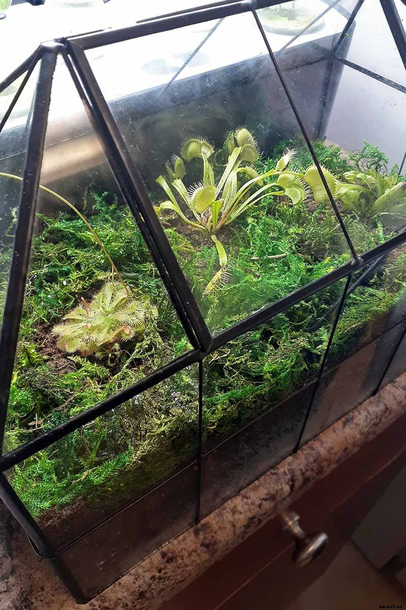 How to Grow a Venus Flytrap as a Houseplant