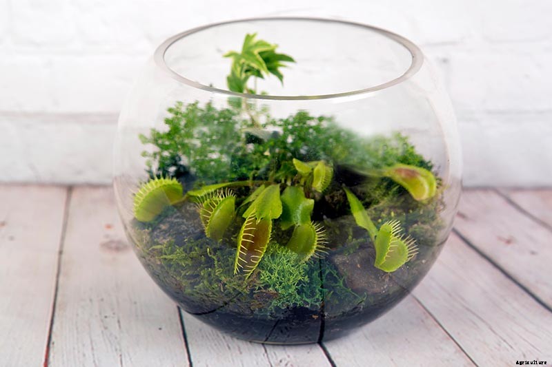 How to Grow a Venus Flytrap as a Houseplant