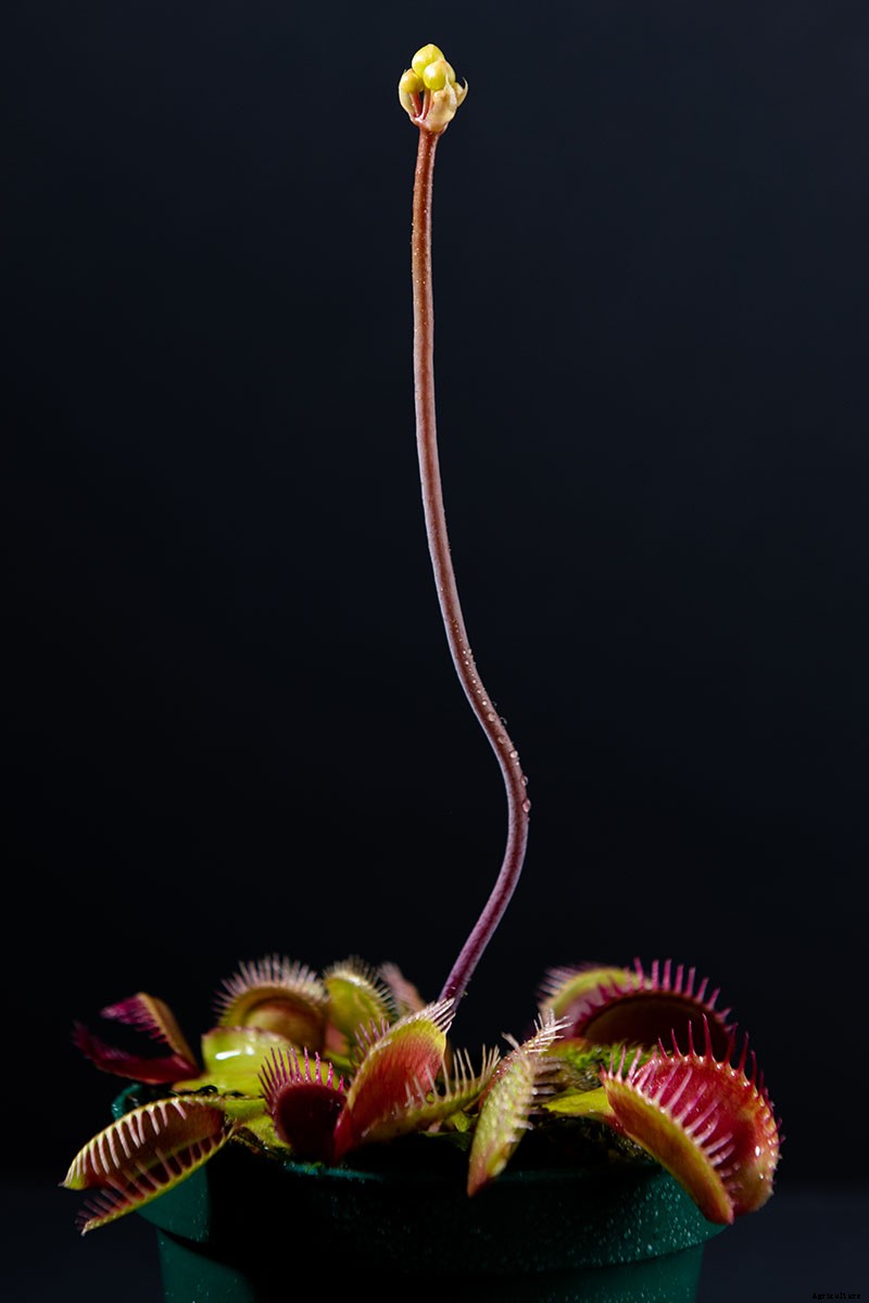 How to Grow a Venus Flytrap as a Houseplant