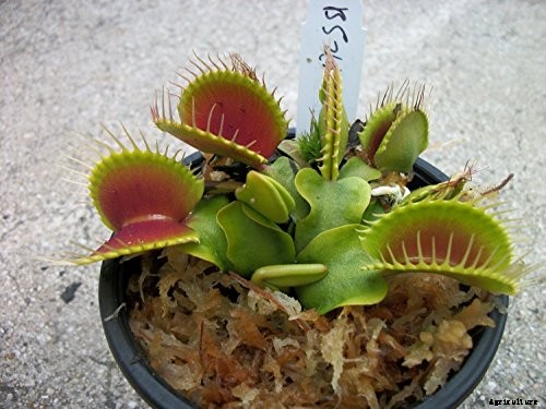 How to Grow a Venus Flytrap as a Houseplant