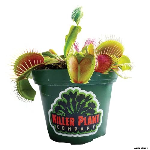 How to Grow a Venus Flytrap as a Houseplant
