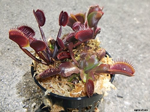 How to Grow a Venus Flytrap as a Houseplant
