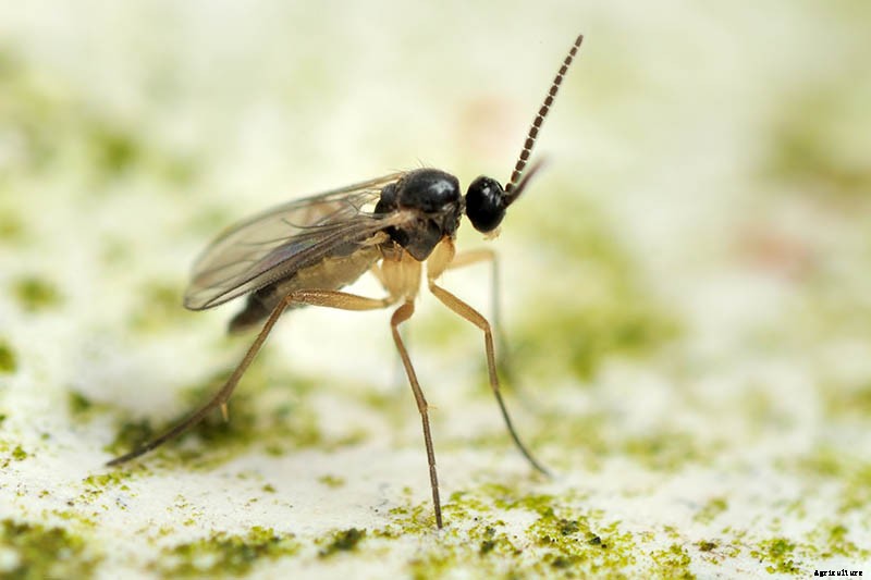 How to Grow a Venus Flytrap as a Houseplant