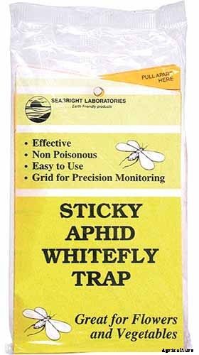 How to Grow a Venus Flytrap as a Houseplant