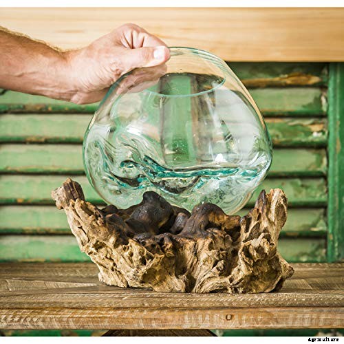 How to Grow a Venus Flytrap as a Houseplant