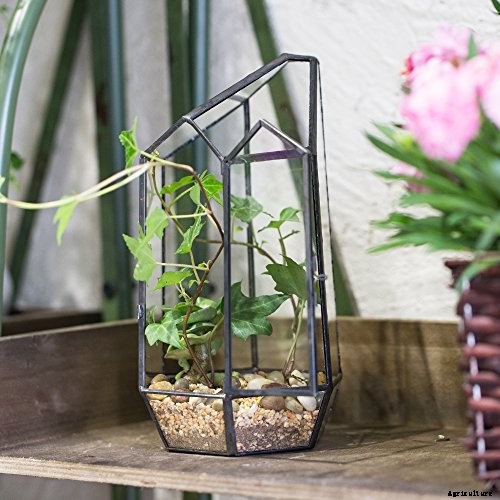 How to Grow a Venus Flytrap as a Houseplant