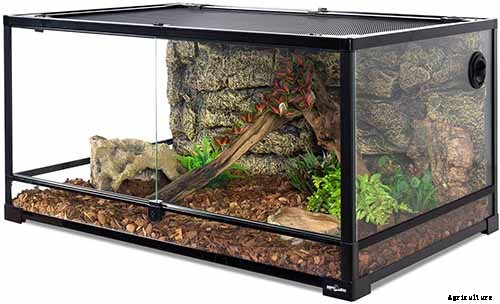 How to Grow a Venus Flytrap as a Houseplant