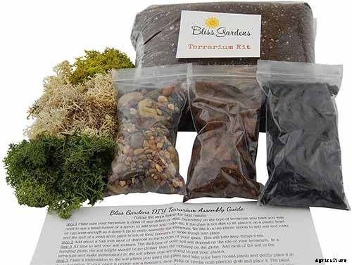 How to Grow a Venus Flytrap as a Houseplant