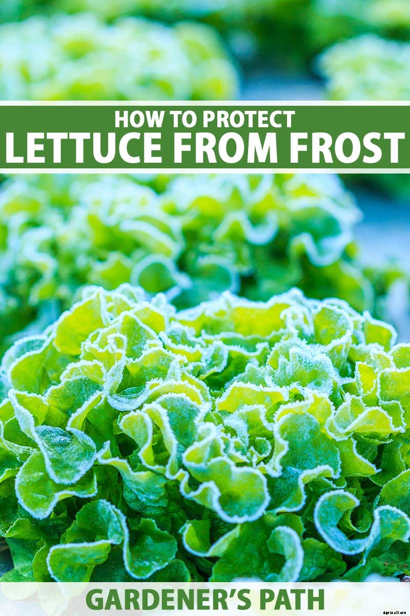 Do You Need to Protect Lettuce from Frost in the Garden?