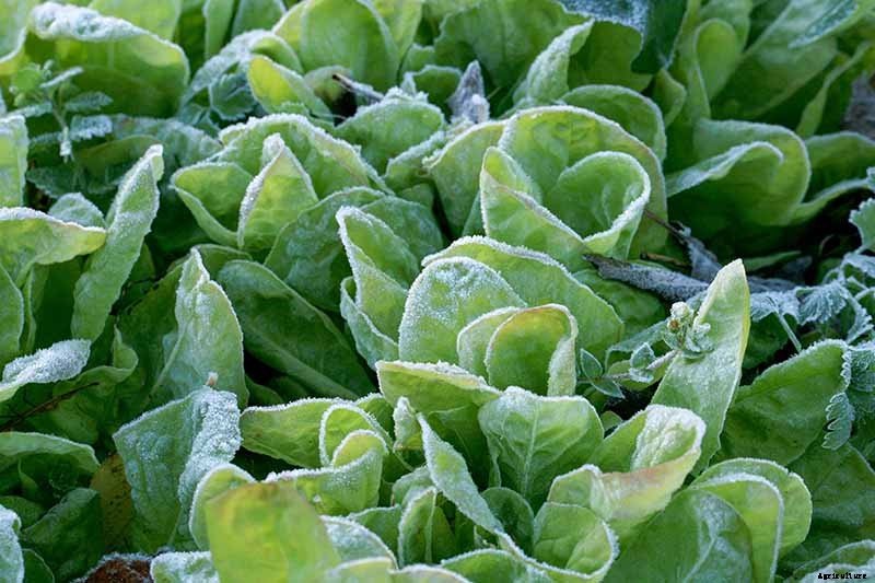 Do You Need to Protect Lettuce from Frost in the Garden?