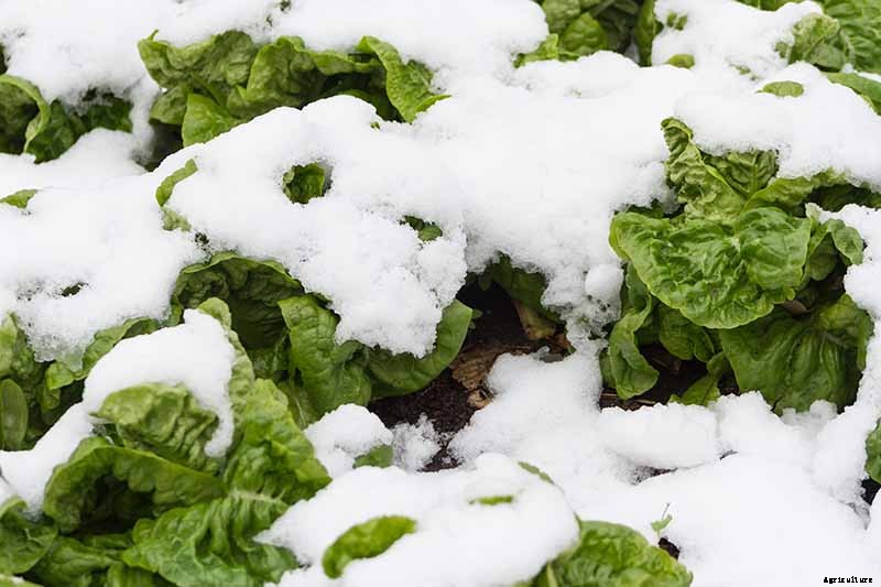 Do You Need to Protect Lettuce from Frost in the Garden?