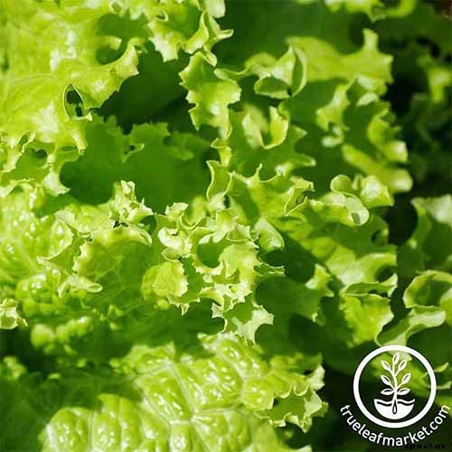 Do You Need to Protect Lettuce from Frost in the Garden?