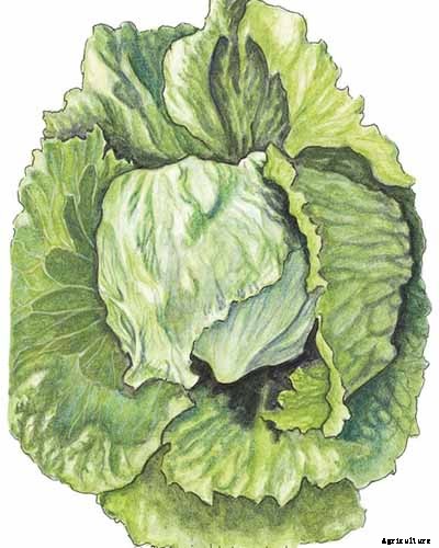 Do You Need to Protect Lettuce from Frost in the Garden?