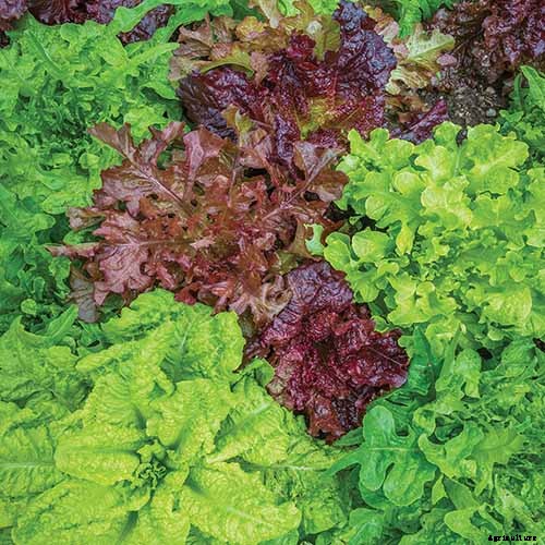 Do You Need to Protect Lettuce from Frost in the Garden?