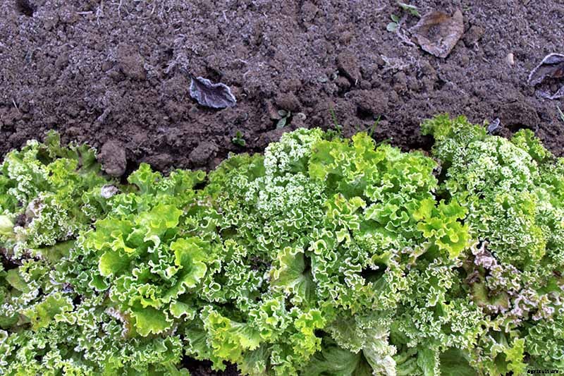 Do You Need to Protect Lettuce from Frost in the Garden?