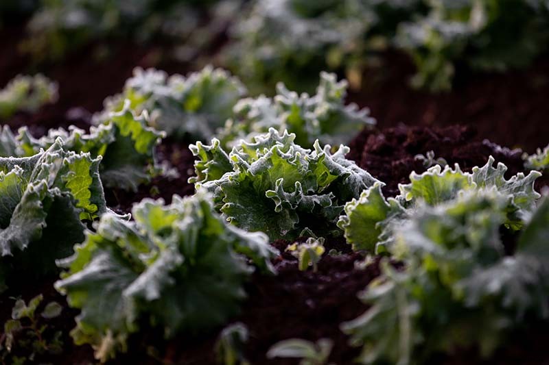Do You Need to Protect Lettuce from Frost in the Garden?