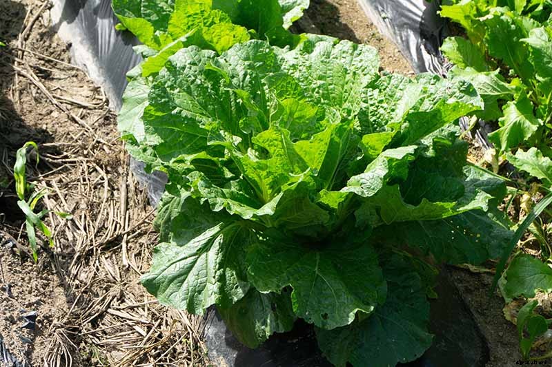 Do You Need to Protect Lettuce from Frost in the Garden?