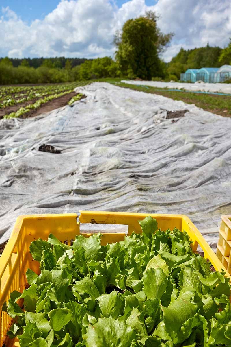 Do You Need to Protect Lettuce from Frost in the Garden?